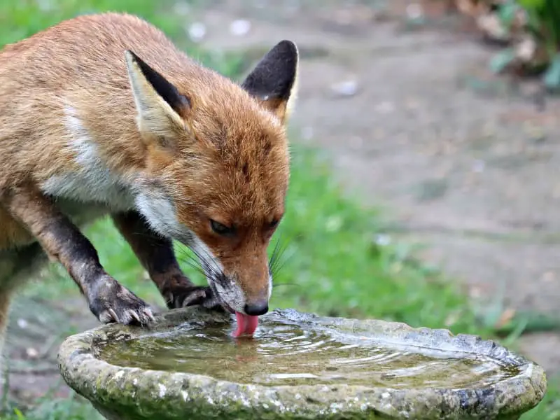 Fuchs im Garten