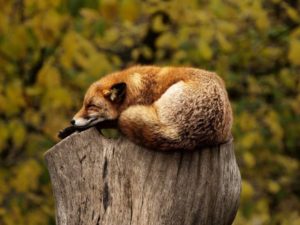 Fuchsspuren Tier im Garten