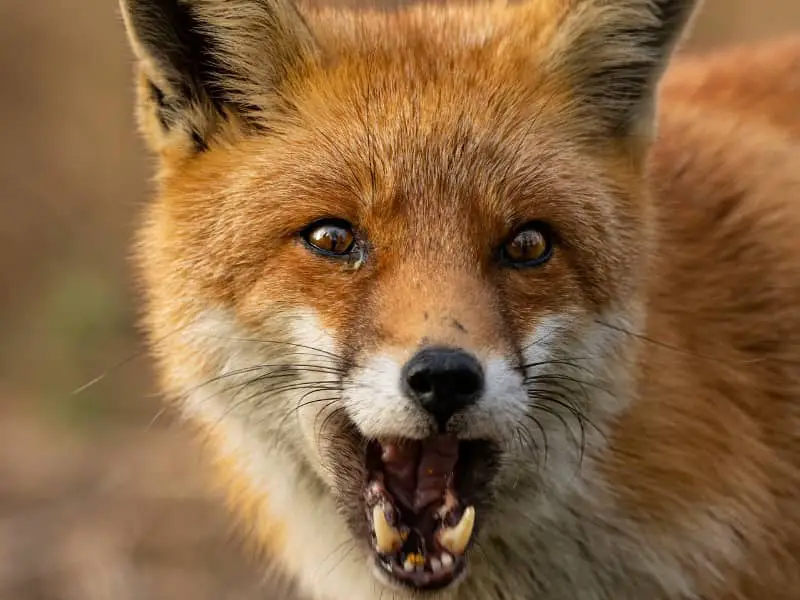 Rabid fox