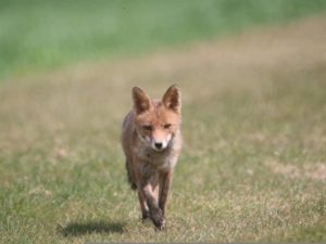Fuchsspuren Tier im Garten