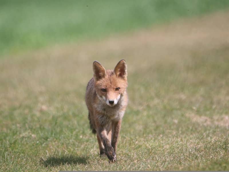 Was frisst der Fuchs?