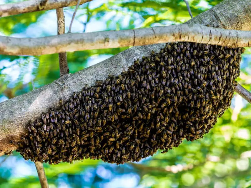 Swarm of bees in garden