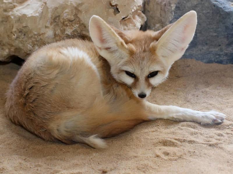 Fennek Desert Fox