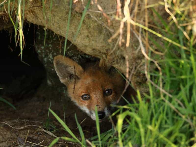 What does a fox's den look like?