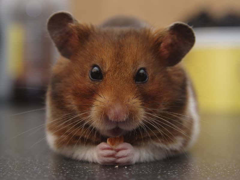 Dürfen Hamster Bananen essen?