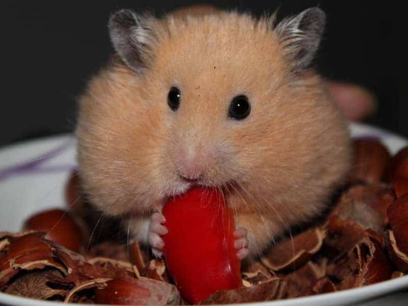 Are hamsters allowed to eat peppers?