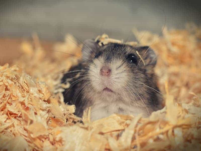 Dürfen Hamster Weintrauben essen?