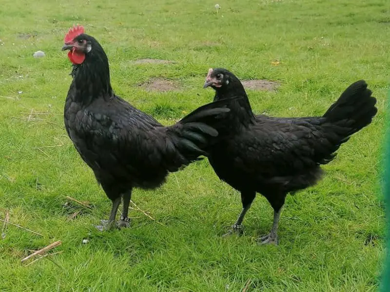 Barbezieux Hühner