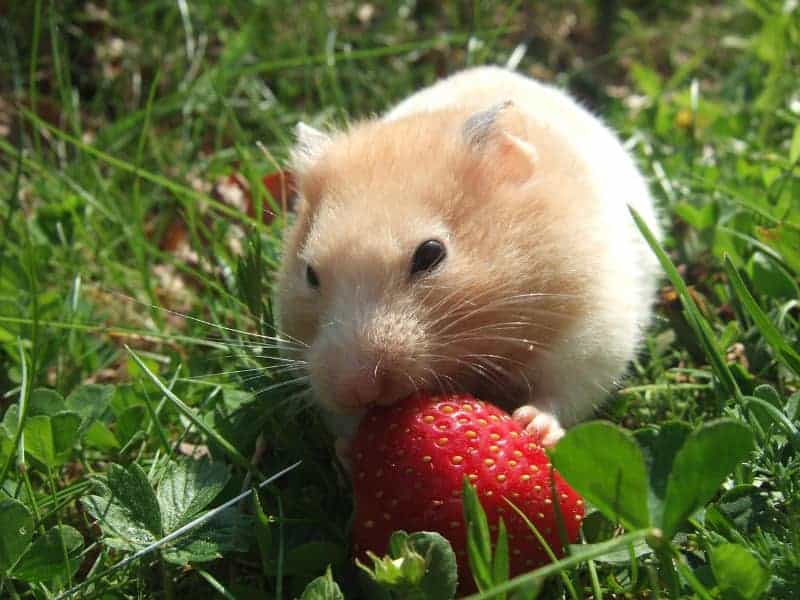 Dürfen Hamster Erdbeeren essen?