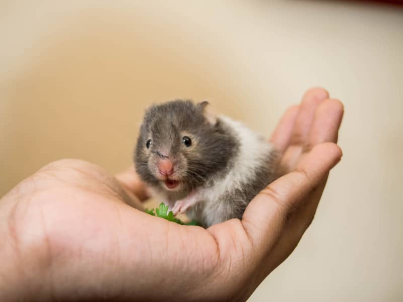 Welche Hamster sind am zutraulichsten? - Hamster Salat