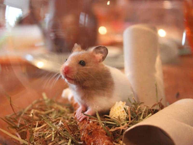 Dürfen Hamster Wassermelone essen?