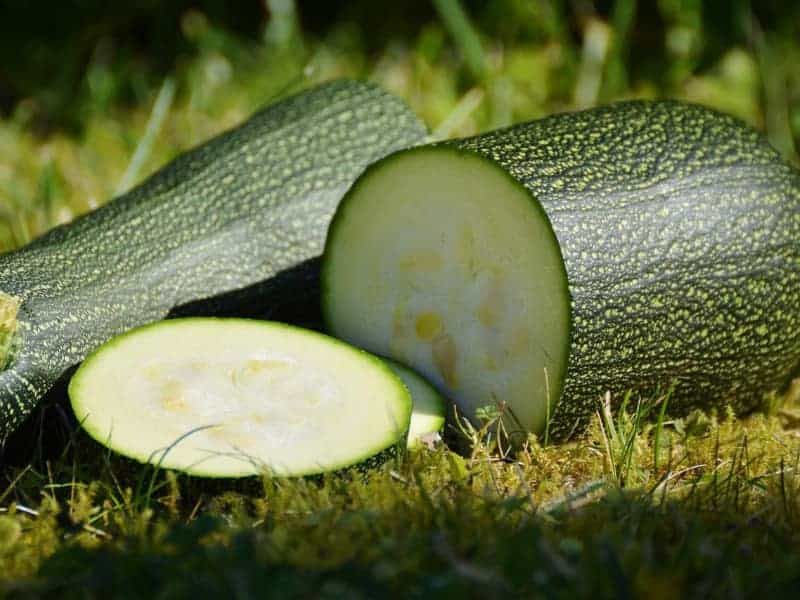 Dürfen Hamster Zucchini essen?