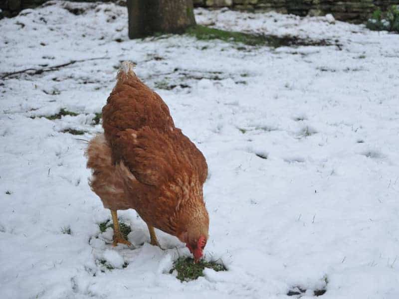 Hühner im Winter