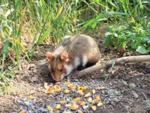 Feldhamster im Garten