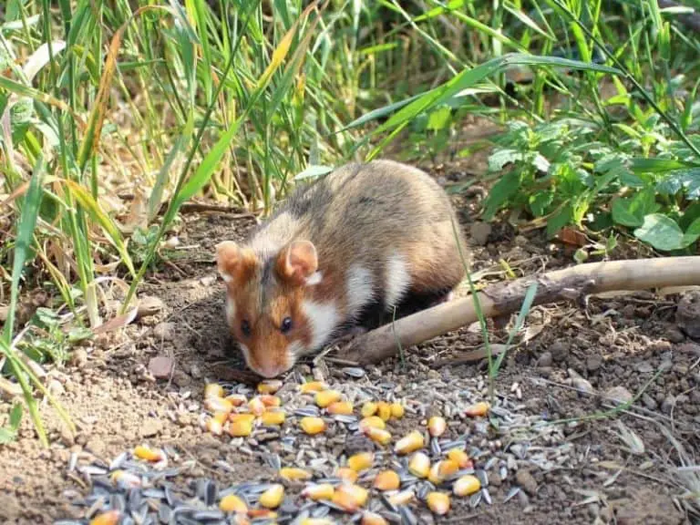 Feldhamster im Garten