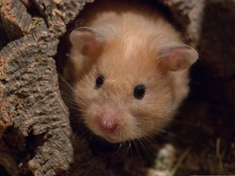 Dürfen Hamster Birnen essen?