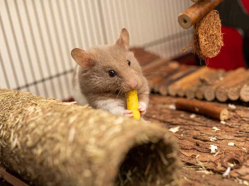 Dürfen Hamster Brokkoli essen?