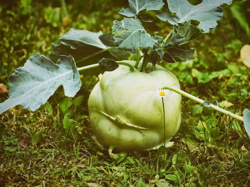 Dürfen Hamster Kohlrabi essen?