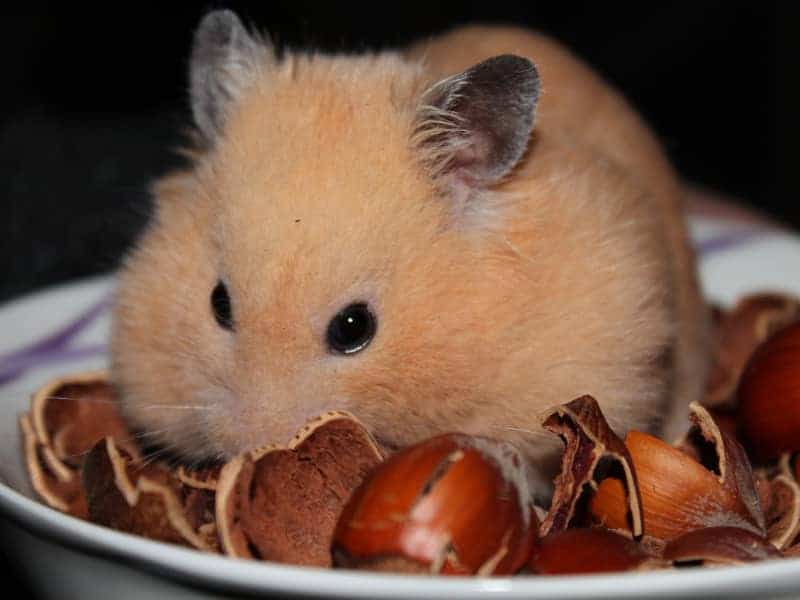 Dürfen Hamster Walnüsse essen?