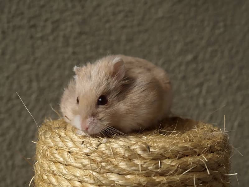 Können Hamster schwimmen?