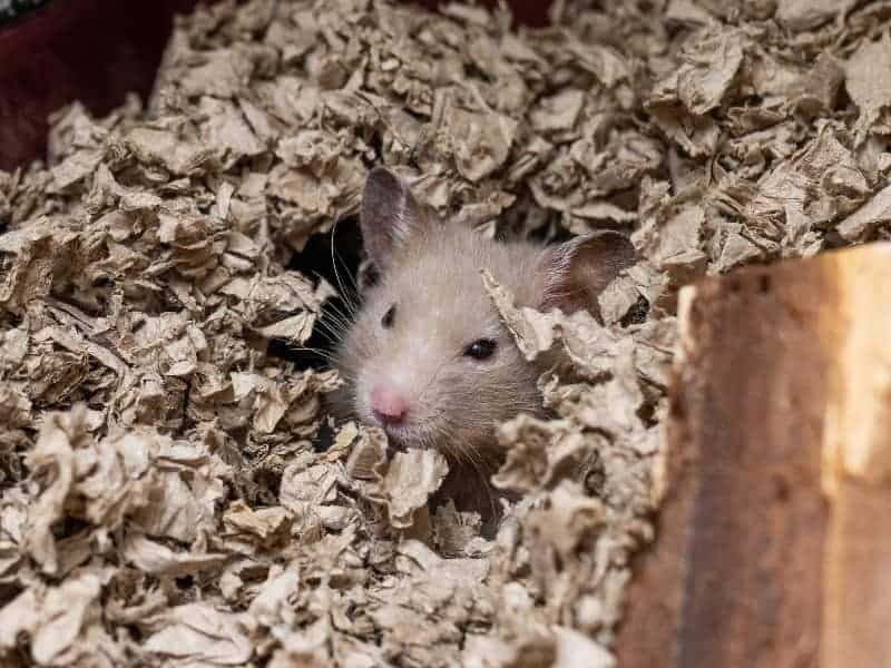 Dürfen Hamster Eier essen?