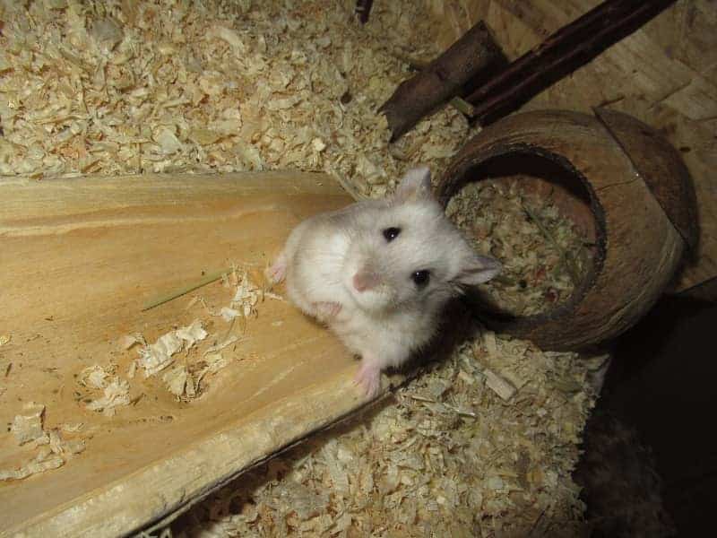 Hamster bedding