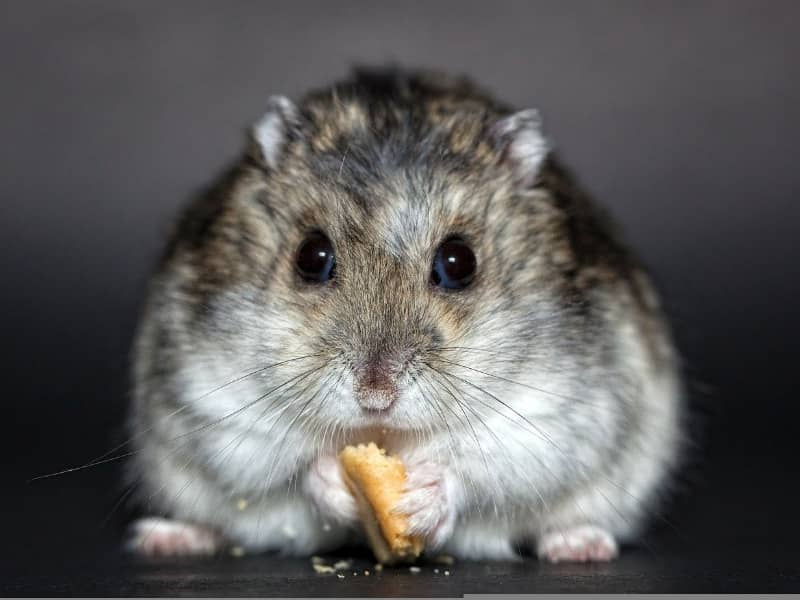 Are hamsters allowed to eat peanuts?