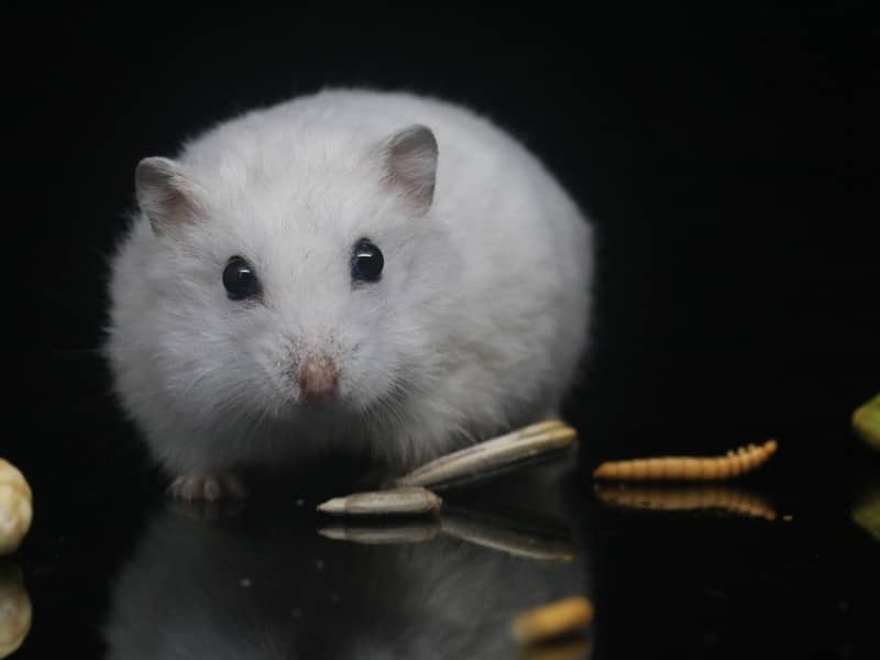 Dürfen Hamster Fleisch essen?