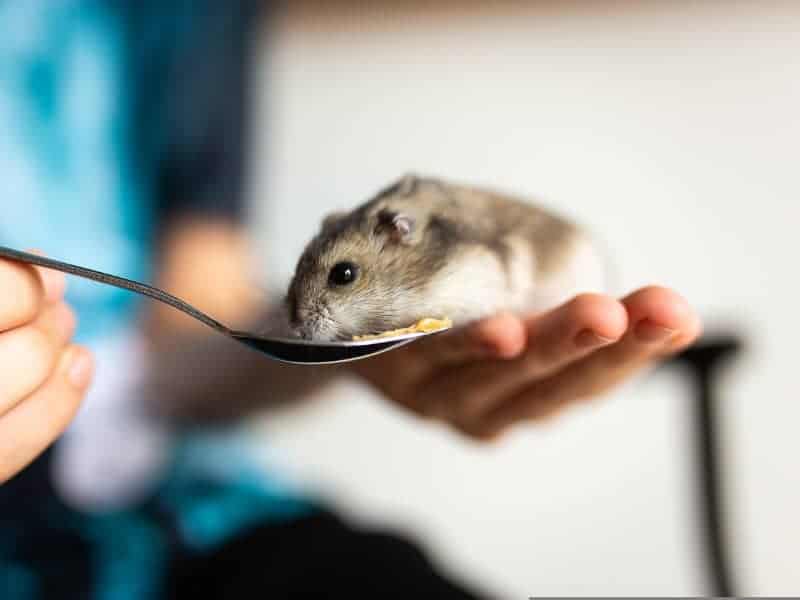 Are hamsters allowed to eat oatmeal?