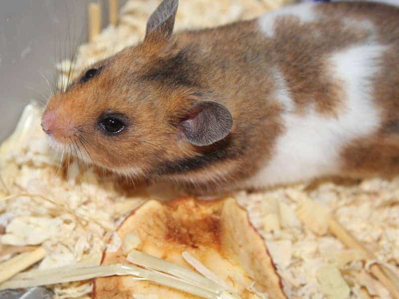 Dürfen Hamster Kartoffeln essen?