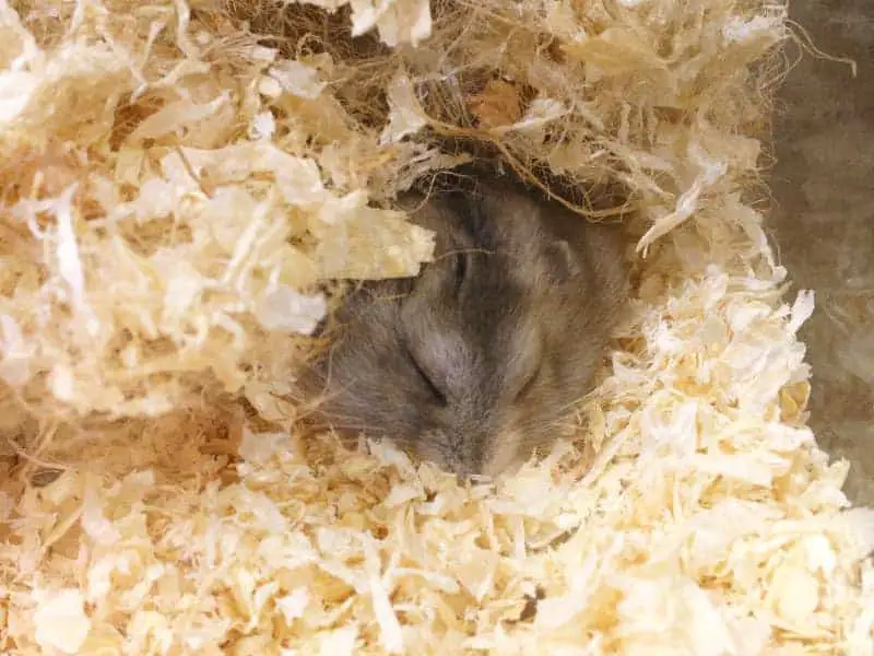 Do hamsters hibernate?
