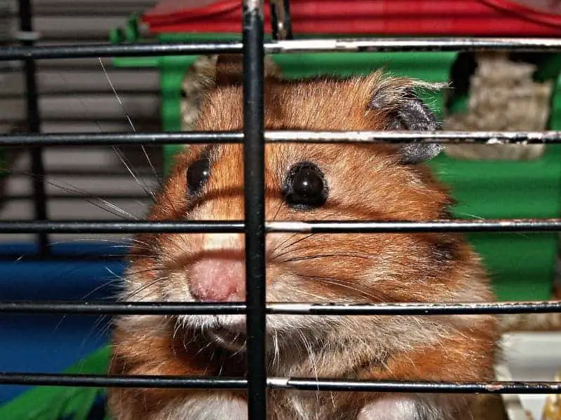 Hamster knabbert am Käfig