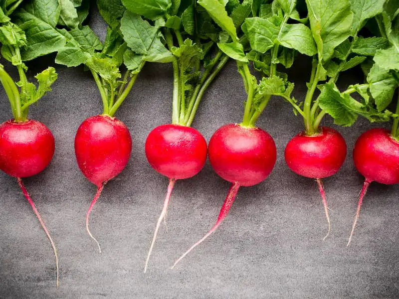 Radieschen für Kaninchen