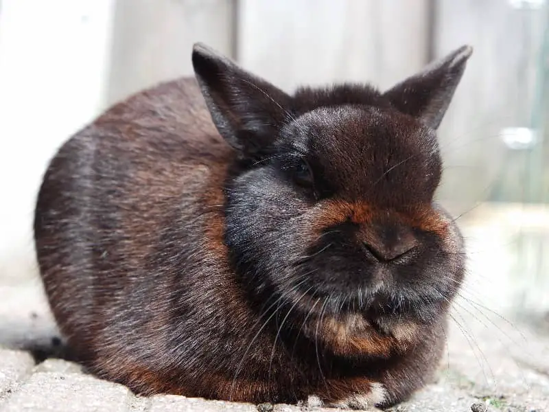 Dürfen Kaninchen Radieschen essen?