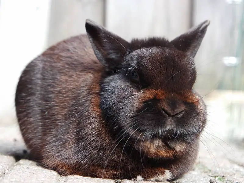 Kaninchen Radieschen