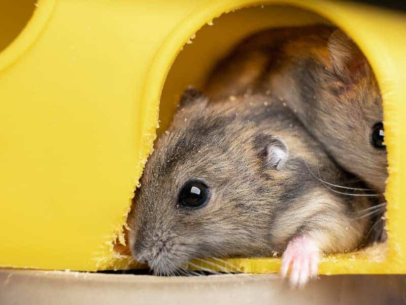 warum fressen Hamster ihre Babys?