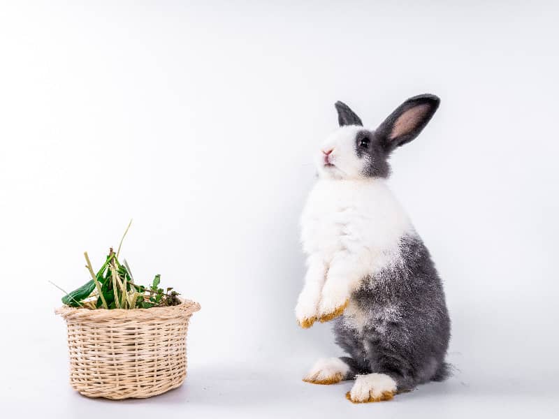 Dürfen Kaninchen Kiwi essen?