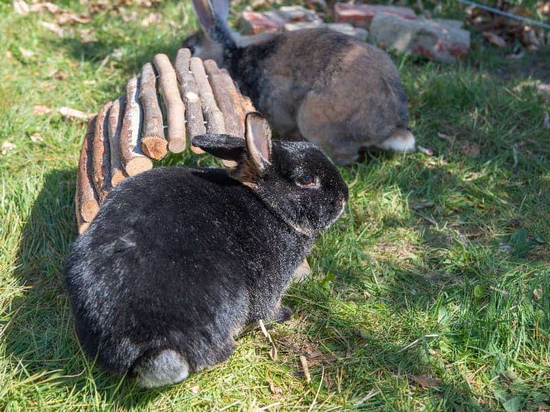 Dürfen Kaninchen Rosmarin essen?