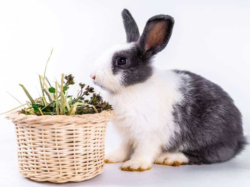 10 Fakten über Kaninchen, die Du wahrscheinlich noch nicht kennst