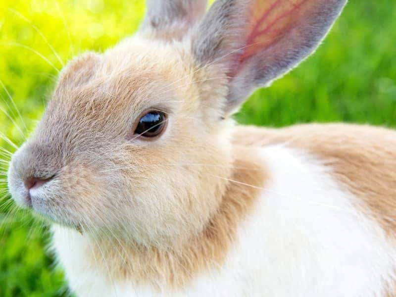 Kaninchen Feldsalat