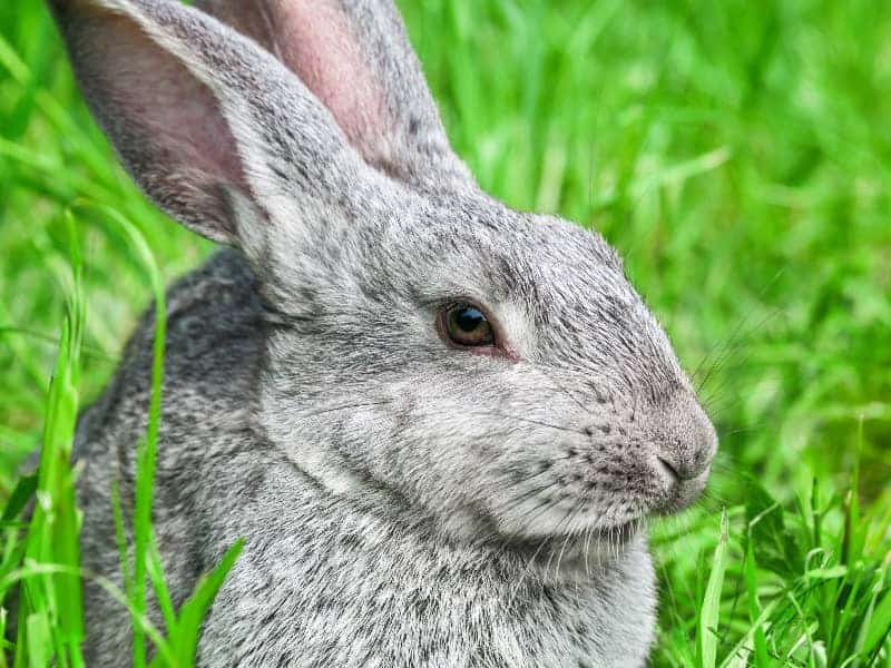 Dürfen Kaninchen Dill essen?