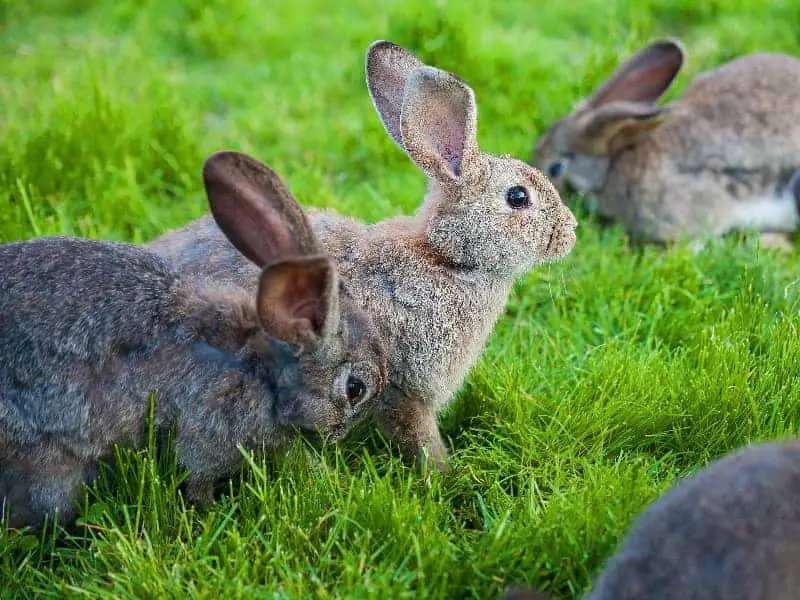 Dürfen Kaninchen Ahorn essen?