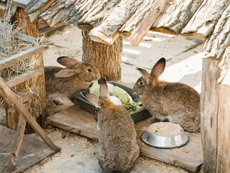 Dürfen Kaninchen Nüsse essen?
