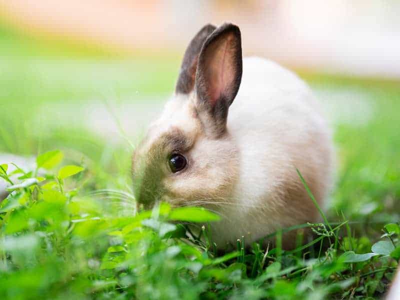 Are rabbits allowed to eat wild garlic?