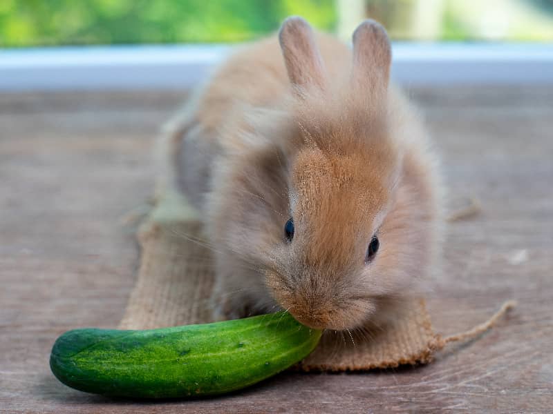 Dürfen Kaninchen Gurken essen?