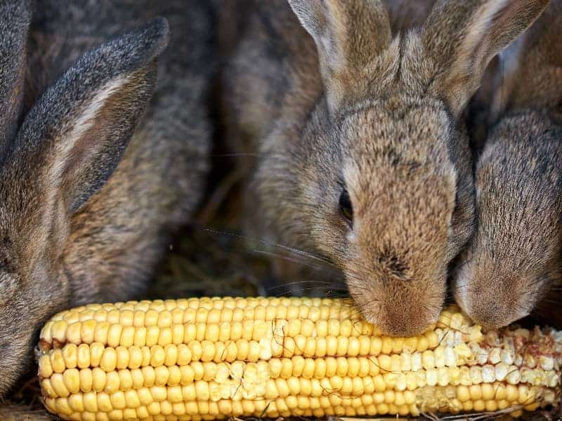 Dürfen Kaninchen Mais essen?