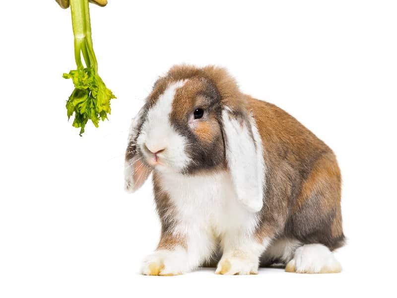 Dürfen Kaninchen Sellerie essen?