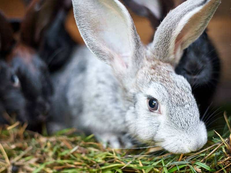 Kaninchen Spargel