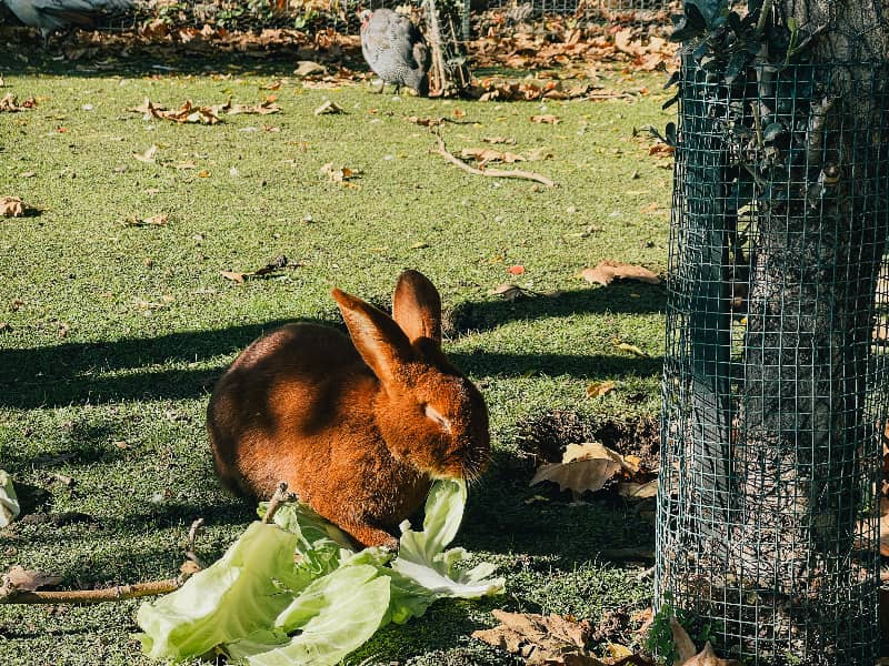 Dürfen Kaninchen Blumenkohl essen?
