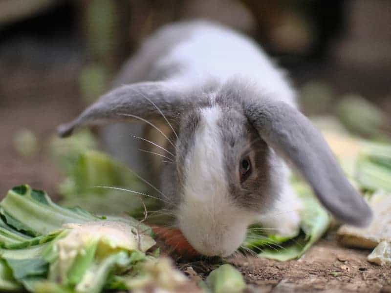 Kaninchen frisst Kohlblätter
